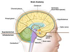 An illustrated cross-section labeled “Brain Anatomy.” An adult’s head from the side labels the pineal gland, choroid plexus, cerebrum, ventricles (fluid-filled spaces), hypothalamus, optic nerve, pituitary gland, brain stem (pons and medulla), spinal cord, and cerebellum. Bold text reads “Supratentorium” (next to the cerebrum) and “Infratentorium” (next to the cerebellum). 