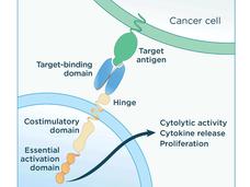 Illustration of an engineered CAR T cells binding to an antigen on cancer cells and activating components inside the T cell.