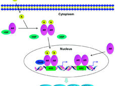 Diagram illustrating the androgen receptor (AR) signaling pathway. At the top, the cell membrane is shown, with androgen molecules (A) entering the cytoplasm. In the cytoplasm, androgen binds to AR, which dissociates from heat shock proteins (HSP). The AR-androgen complex translocates into the nucleus, where it binds to androgen response elements (ARE) on DNA, alongside co-regulators (Co-R). This binding initiates transcription, depicted by arrows from DNA. The process leads to the expression of genes like 