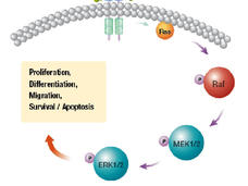 A diagram of the effects of using cobimetinib in combination with vemurafenib. At the top, an arch of small spheres that are tightly aligned in two rows. Below that, arrows point to labeled circles. The circles read: Ras, Raf, MEK1/2, and ERK1/2. The last three circles have a smaller circle attached, labeled with a P. The ERK1/2 circle points to a box with the words Proliferation, Differentiation, Migration, Survival/Apoptosis. 