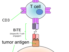 Diagram showing a T cell connecting to a tumor cell via a bispecific T-cell engager (BiTE). BiTE links T cell's CD3 receptor to the tumor antigen.