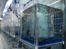 Numerous small fish swim in a small enclosed tank. More tanks lead backwards towards the door.