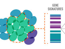 Illustration of resistant cancer cells 