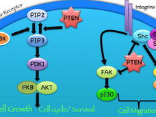 A diagram showing cell growth and cell cycle/survival as well as cell migration. The growth factor receptor is associated with cell growth and cell cycle/survival. Integrins are associated with cell migration. A number of different proteins and their interactions are defined with arrows.