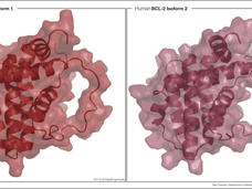 A two panel image: the left is labeled Human BCL-2 Isoform 1 and the right is labeled Human BCL-2 Isoform 2. Similar lumpy structures are partially opaque in both; ribbon-like structures, which are darker, overlap both shapes. 