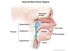 An illustrated cross section of the head and neck, labeled “Head and Neck Cancer Regions.” The illustration labels the paranasal sinuses, nasal cavity, oral cavity, tongue, salivary glands, larynx, and pharynx. The pharynx section further labels the nasopharynx, oropharynx, and hypopharnyx.