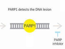 Process involving DNA repair through PARP1. It starts with a DNA strand containing a lesion, highlighted in orange. PARP1, a yellow circle, detects this DNA damage. The next step shows PARP1 attached to the DNA, signifying its role in the repair process. Nearby, a label indicates the potential use of a PARP inhibitor, shown in blue, which interferes with this repair mechanism. 