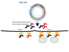 Diagram illustrating high tumor mutational burden (TMB) and the production of abnormal proteins from somatic mutations. At the top, a circular diagram represents genetic mutations. An arrow points downward to symbolize how these mutations lead to the creation of abnormal proteins. Below, these proteins are shown near a black line labeled "Tumor," representing their association with tumor cells.