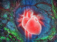 An illustration of an anatomical heart over top of breast cancer cells.