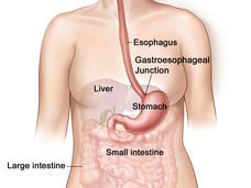 Illustration of the female digestive system. Labels indicate each organ and the image provides a detailed overview of the upper and lower digestive tract.