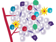 An illustration of the tumor microenvironment, highlighting cancer cells and different types of immune cells.