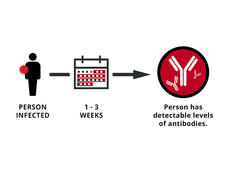 A diagram of the process of infection to the detection of antibodies to the coronavirus.