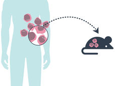 Human figure with magnified cells highlighted. A dotted line with an arrow points from the cells to a mouse figure
