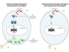 Illustration comparing two cells: one with active estrogen receptors (left) and one lacking them (right). The left cell shows estrogen binding to receptors, leading to DNA interaction and protein production, including progesterone receptors. The right cell, without active receptors, shows no such activity.