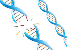 Three DNA double helix strands. One DNA strand is depicted as breaking apart, with fragments of the helix and its colored components flying outward.