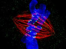 Fluorescent microscopy image showing a cell during mitosis. Blue-stained chromosomes are aligned and surrounded by red spindle fibers, which help in chromosome separation. Green spots highlight specific proteins or structures.