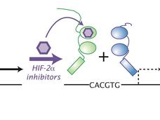 Diagram illustrates how HIF (Hypoxia-Inducible Factor) proteins respond to oxygen levels. Under hypoxia, HIF-1α and HIF-2α move to the nucleus, forming a complex at the HRE (Hypoxia-Responsive Element) site. HIF-2α inhibitors can block this process, affecting gene expression.