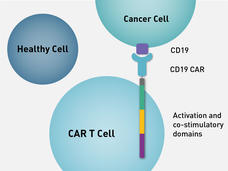 Illustration showing three cells: a healthy cell, a CAR T-cell, and a cancer cell. The CAR T-cell has three vertical bars (labeled as activation and co-stimulatory domains) that stretch outside of the bounds of the cell; a y-shaped structure, labeled CD19 CAR, holds a rectangle above it, labeled CD19. The box labeled CD19 sits on top of the cancer cell. 