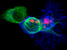 A microscopic image of a regular cell, an infected cell, and a T cell. The T cell contains a cluster of small red-pink dots, which can also be seen moving into the infected cell.