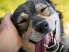 Image of a dog being petted.