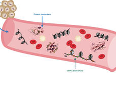 Illustration depicting biomarkers in the bloodstream related to a tumor. The cross-section of a blood vessel shows various elements, including red blood cells, protein biomarkers, and circulating free DNA (cfDNA) biomarkers. An arrow points from a cluster of tumor cells into the blood vessel. Another arrow highlights cfDNA biomarkers with a label "Me," indicating methylation.