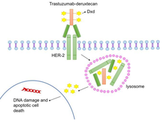 Diagram illustrating the mechanism of Trastuzumab-deruxtecan targeting HER-2. The drug binds to the HER-2 receptor on the cell membrane. Inside the cell, it is transported to the lysosome, where the drug is released. This release leads to DNA damage and apoptotic cell death. Elements are labeled, including the drug, receptor, lysosome, and effects on DNA. 