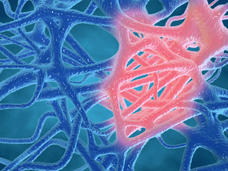 An illustration showing a blue matrix of interwoven, thread-like tissue with a section highlighted in pink to show inflammation.