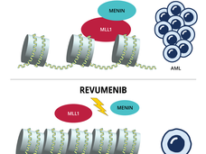 An illustration of revumenib blocking the MLL and menin proteins from interacting.