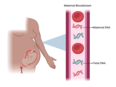 A conceptual illustration showing maternal and fetal DNA in the blood stream.