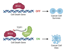 A red bean shape on DNA labeled "cell death gene" with the words ON and an arrow pointing to a dividing cell. Below, Red and green bean shapes with a squiggly line connecting them and labeled "TCIP1". The word ON and an arrow pointing to a dead cell.