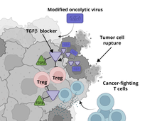 Illustration depicting the interaction between a modified oncolytic virus, tumor cells, and cancer-fighting T cells. The virus causes tumor cell rupture and releases TGFβ blockers, which inhibit Treg cells, thereby enhancing the efficacy of T cells in fighting cancer.