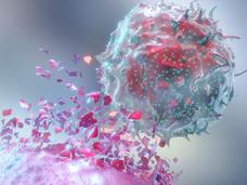 A stylized image of an immune cell attacking a cancer cell.