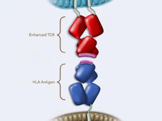 Illustration of the components of a T-cell therapy: An enhanced T-cell receptor from a patient's T cell binds to an HLA antigen on the surface of a cancer cell. 