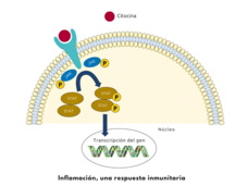 Ilustración que muestra cómo una citocina se une a un receptor en la superficie celular y causa que las proteínas JAK dentro de la célula transcriban el gen.