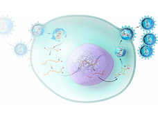 Illustration of a retrovirus infecting a host cell. Its viral RNA converts into DNA and becomes part of the host cell's DNA. The cell produces more retroviruses that can go on to infect other cells.
