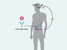 Silhouette of a human body showing Ponsegromab's biological mechanism of action.