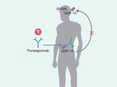 Silueta del cuerpo humano que muestra la forma en que actúa el medicamento Ponsegromab