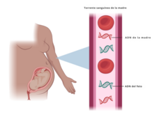 Imagen del torrente sanguíneo de una mujer embarazada, que señala el ácido desoxirribunocleico (ADN) de la madre y el ADN del feto.