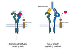 A schematic showing how zenocutuzumab blocks the activity of the NRG1 fusion protein.
