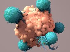 Illustration of multiple T cells, round and blue colored, attacking a tumor (orange-pink, round, and larger than the T cells)