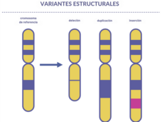 Cuatro hileras de cromosomas que muestran un original sin cambios (cromosoma de referencia) y tres con variantes llamadas deleción, duplicación e inserción.