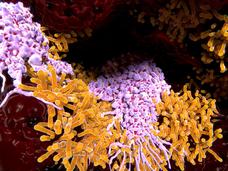 An illustration of an alveolar macrophage, in purple, attacking a bacterium, in orange. 