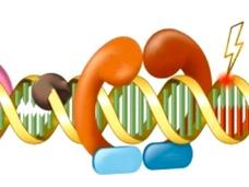 Illustration showing proteins helping to repair DNA damage.