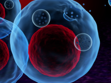 3-D illustration of four cells, shown in blue with large red cell nuclei. Two cells are secreting small round bubbles from their surfaces. These bubbles represent exosomes, small cargo-carrying cell structures that have a part in diseases like cancer.