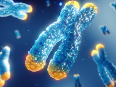 Chromosomes are shown in a three-dimensional illustration. Yellow caps on the tips of the chromosomes denote telomeres.  