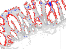GammaGateR helps identify biomarkers in multiplexed immunofluorescence images. Image shows markers in red and blue within a single slide sample.