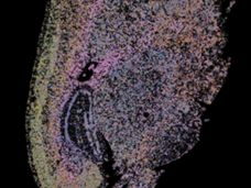 Image of cell-type annotation of individual nuclei and cells, shows various cells and cell components and their boundaries.