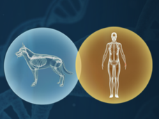 Illustration of two intersection circles: the left circle has an x-ray of a dog, the right circle shows an x-ray of a human. The circles show some overlap between the two.