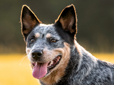 Short-haired, mid-sized dog standing in a wheat field looking at the camera with ears alert and tongue happily sticking out.
