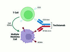 Diagram illustrating the mechanism of Teclistamab, a bispecific antibody. It connects a T cell to a multiple myeloma cell. This connection facilitates cell killing, as indicated by an arrow from the T cell to the myeloma cell.